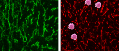 Scientists discover novel immune<Br>‘traffic controller’ hijacked by virus